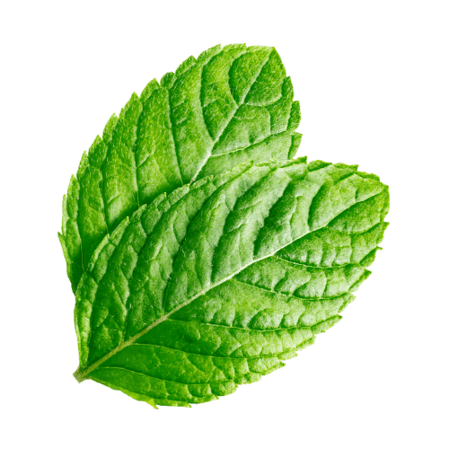 Menta Orgánica